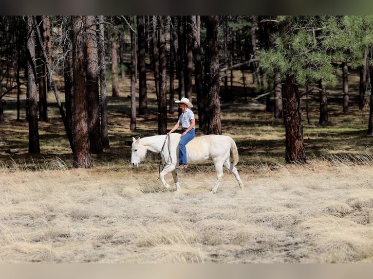 Caballo cuarto de milla Yegua 16 años 152 cm Tordo in Cottonwood AZ