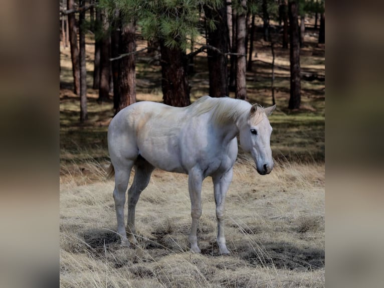 Caballo cuarto de milla Yegua 16 años 152 cm Tordo in Cottonwood AZ
