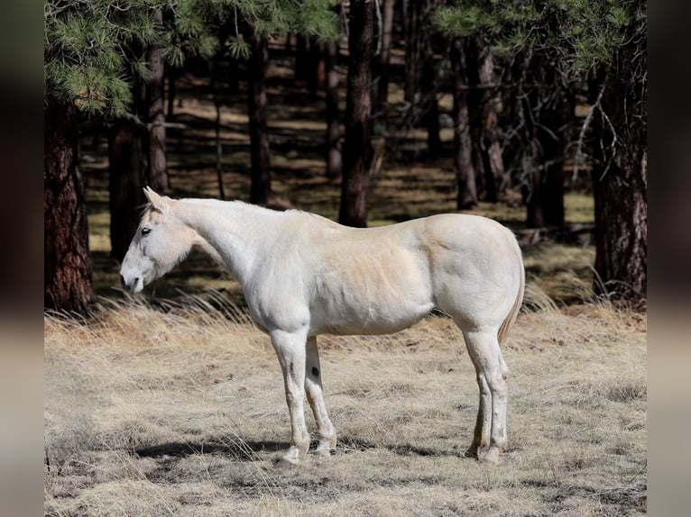Caballo cuarto de milla Yegua 16 años 152 cm Tordo in Cottonwood AZ