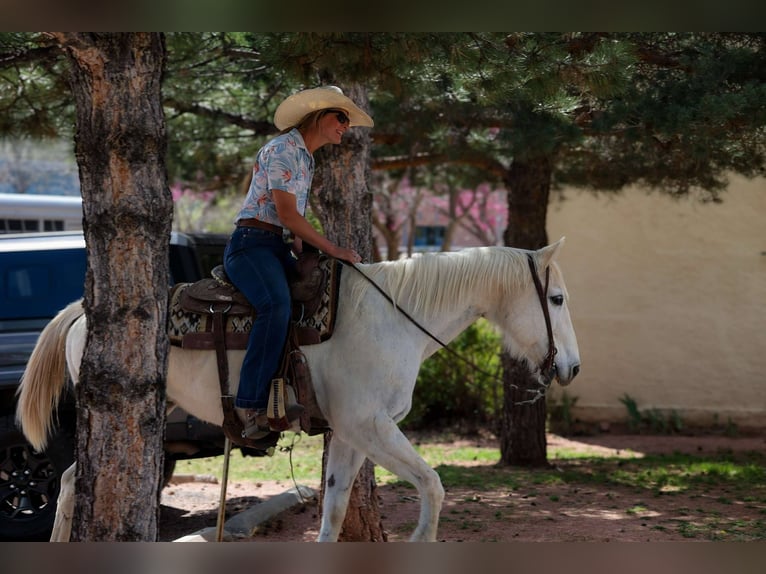 Caballo cuarto de milla Yegua 16 años 152 cm Tordo in Cottonwood AZ