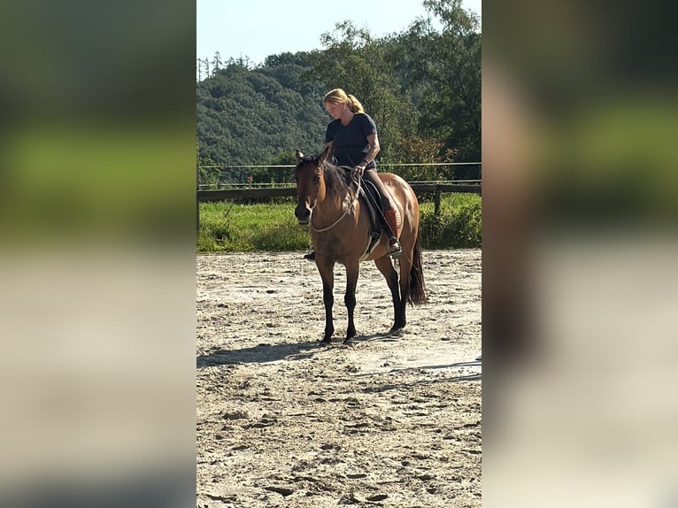 Caballo cuarto de milla Yegua 16 años 154 cm Bayo in Zierenberg