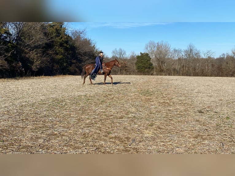 Caballo cuarto de milla Yegua 16 años 155 cm Alazán-tostado in Moscow OH