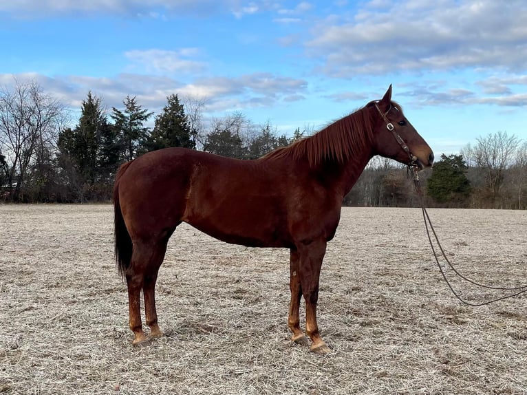 Caballo cuarto de milla Yegua 16 años 155 cm Alazán-tostado in Moscow OH