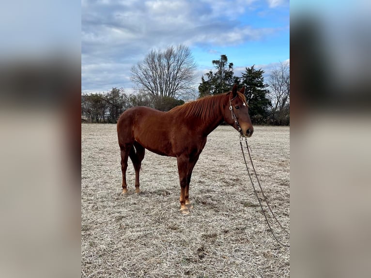 Caballo cuarto de milla Yegua 16 años 155 cm Alazán-tostado in Moscow OH
