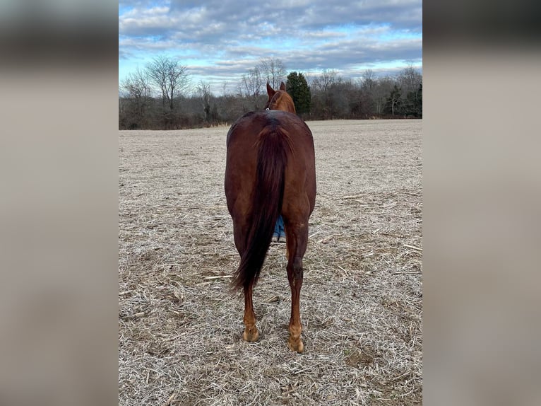 Caballo cuarto de milla Yegua 16 años 155 cm Alazán-tostado in Moscow OH