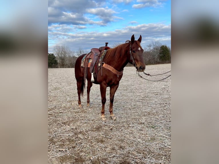 Caballo cuarto de milla Yegua 16 años 155 cm Alazán-tostado in Moscow OH