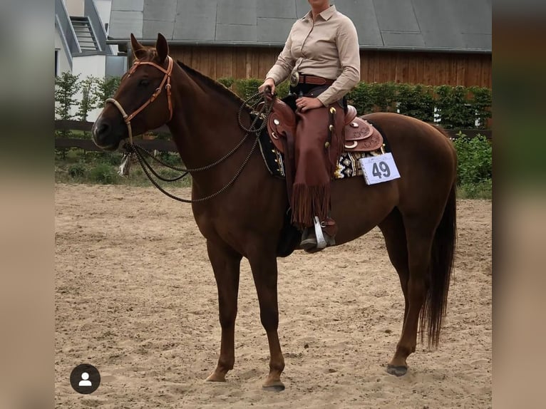 Caballo cuarto de milla Yegua 16 años 155 cm Alazán-tostado in Schulzendorf