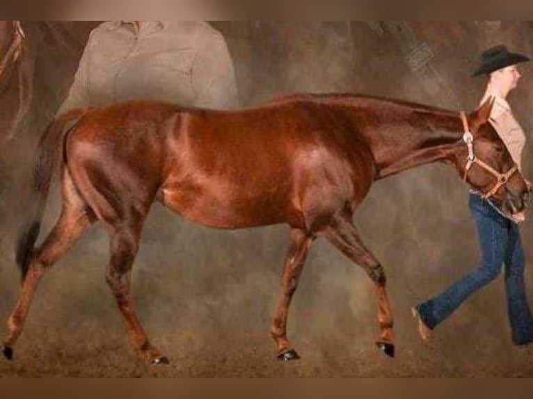 Caballo cuarto de milla Yegua 16 años 155 cm Alazán-tostado in Waltersdorf