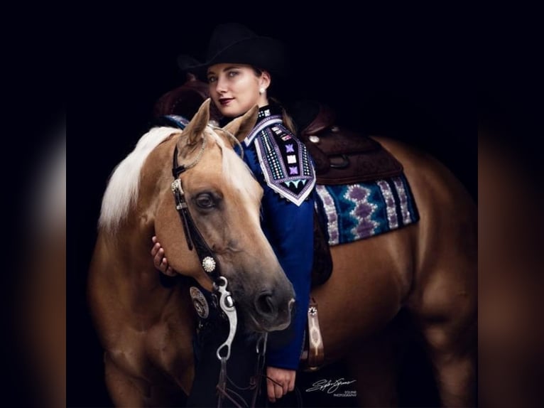 Caballo cuarto de milla Yegua 16 años 155 cm Palomino in Waldbronn