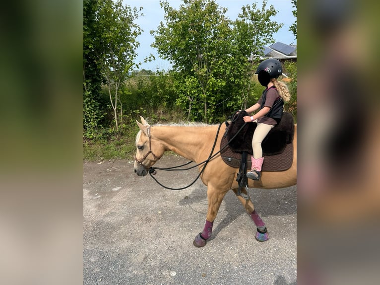 Caballo cuarto de milla Yegua 16 años 155 cm Palomino in Waldbronn