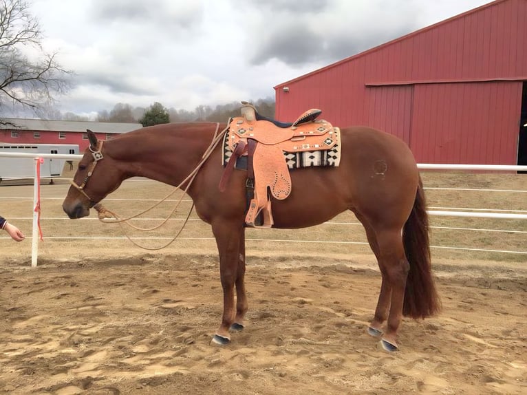 Caballo cuarto de milla Yegua 16 años 160 cm Alazán in Echternacherbrück