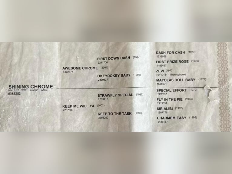 Caballo cuarto de milla Yegua 16 años Alazán-tostado in Weatherford TX