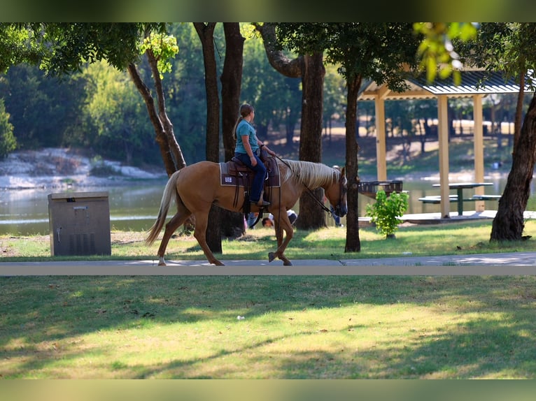 Caballo cuarto de milla Yegua 16 años Palomino in Terrell