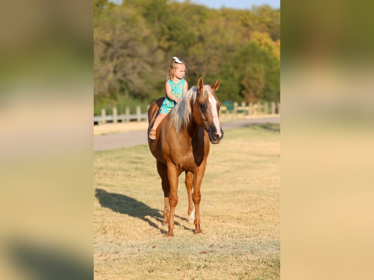 Caballo cuarto de milla Yegua 16 años Palomino in Terrell