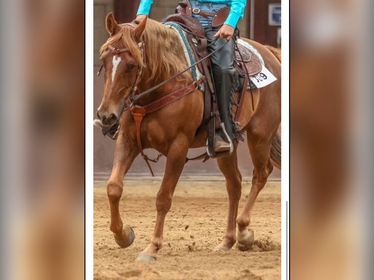 Caballo cuarto de milla Yegua 16 años in Hellesylt