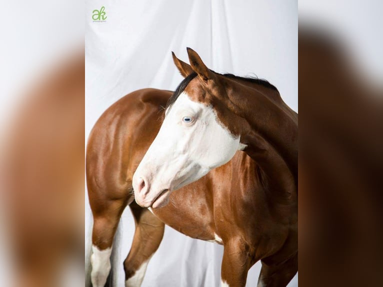 Caballo cuarto de milla Yegua 17 años 148 cm Castaño in Illingen