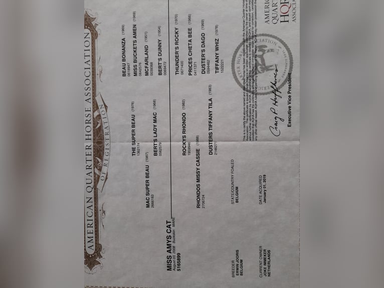 Caballo cuarto de milla Yegua 17 años 150 cm Buckskin/Bayo in Oldebroek