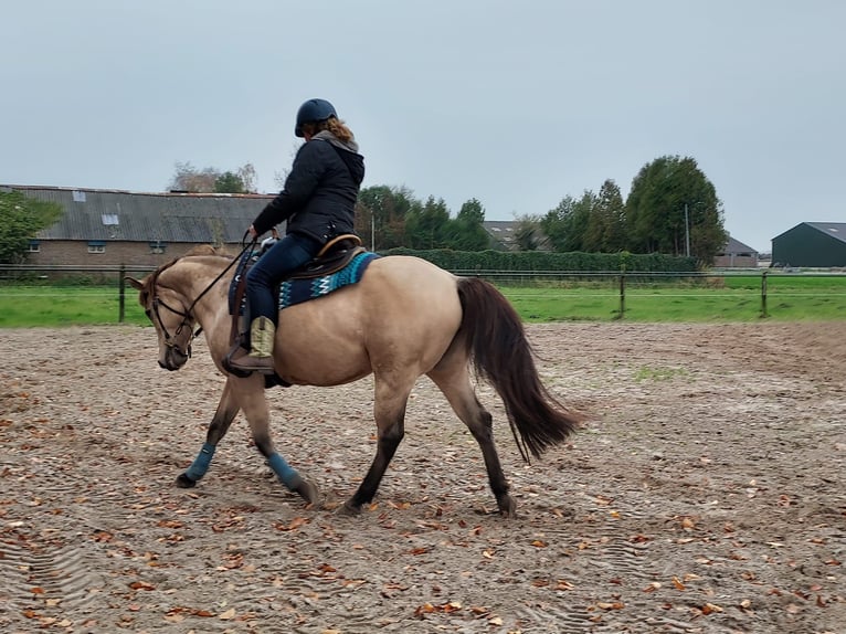 Caballo cuarto de milla Yegua 17 años 150 cm Buckskin/Bayo in Oldebroek