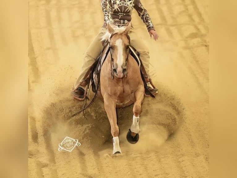 Caballo cuarto de milla Yegua 17 años 150 cm Palomino in Lahn