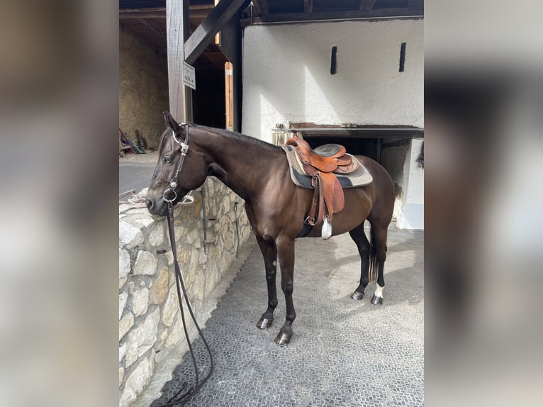 Caballo cuarto de milla Yegua 17 años 161 cm Castaño oscuro in Hochwald