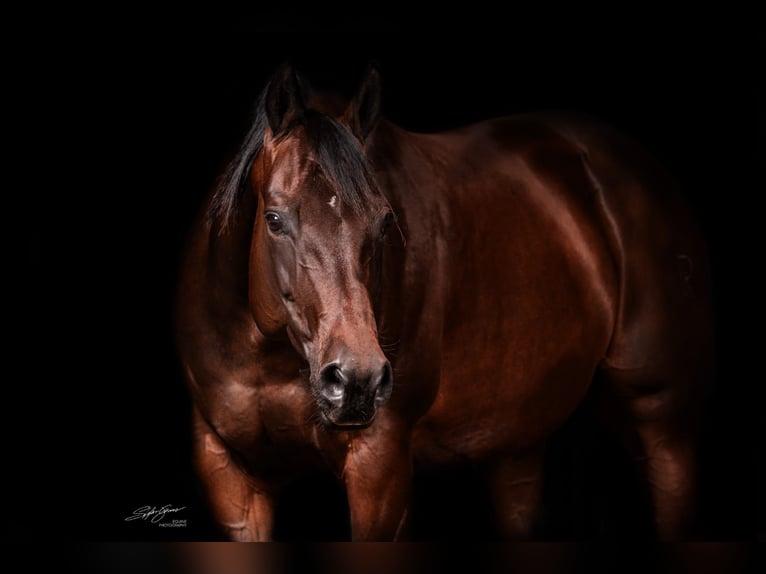 Caballo cuarto de milla Yegua 17 años Castaño oscuro in Dielsdorf