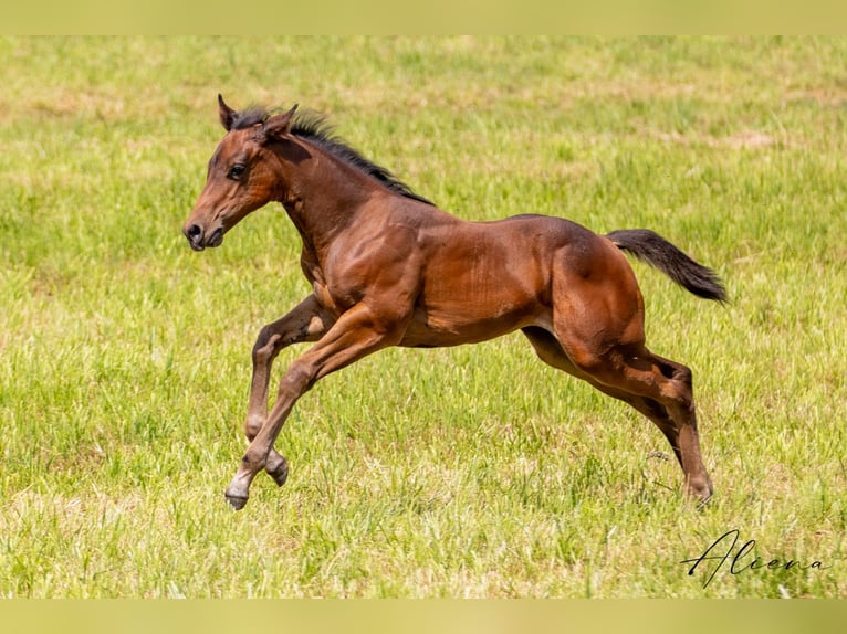 Caballo cuarto de milla Yegua 17 años Castaño oscuro in Dielsdorf