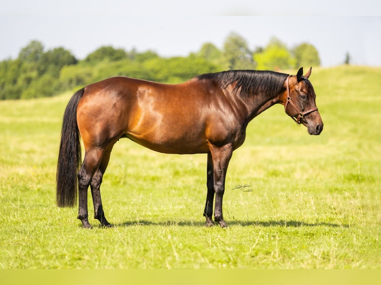 Caballo cuarto de milla Yegua 17 años Castaño oscuro in Dielsdorf