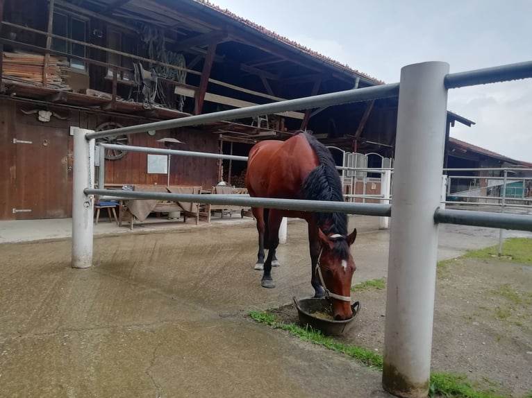 Caballo cuarto de milla Yegua 18 años 147 cm Castaño oscuro in Riedering