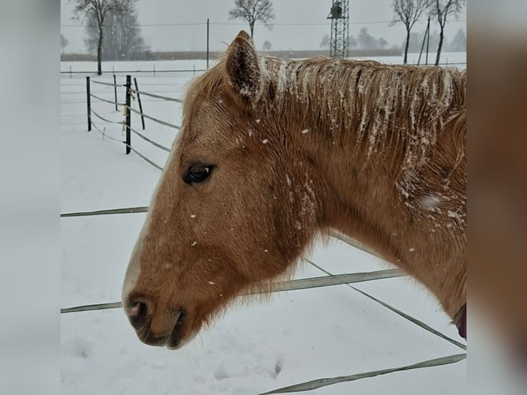 Caballo cuarto de milla Yegua 18 años 148 cm Palomino in Stemwede