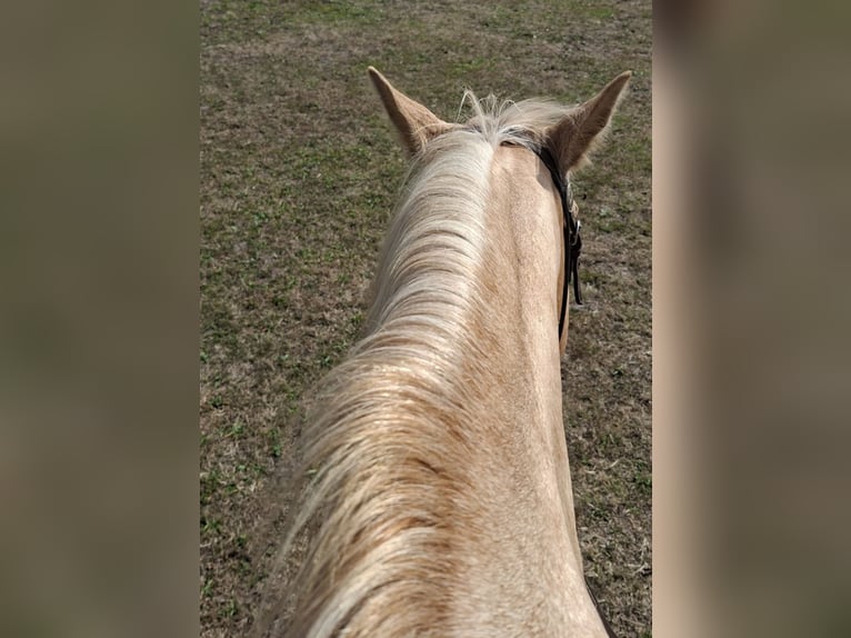 Caballo cuarto de milla Yegua 18 años 148 cm Palomino in Stemwede