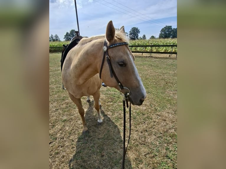 Caballo cuarto de milla Yegua 18 años 148 cm Palomino in Stemwede