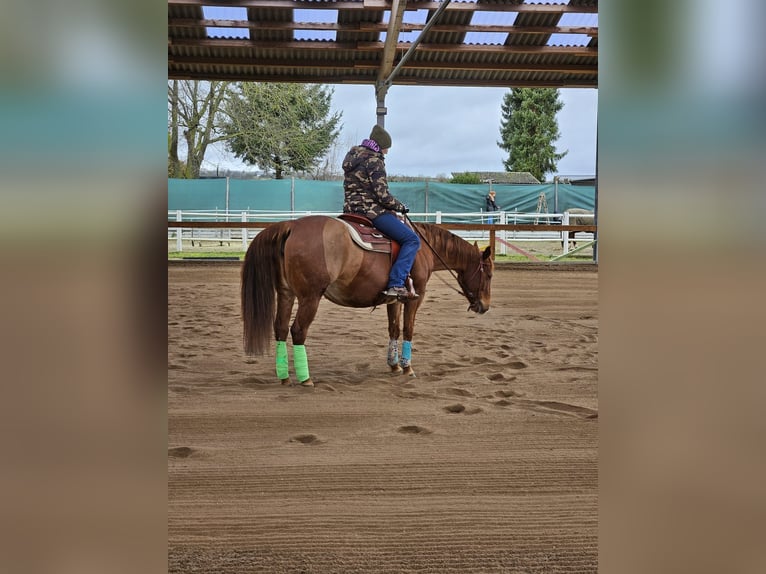 Caballo cuarto de milla Yegua 18 años 150 cm Alazán in Büdingen