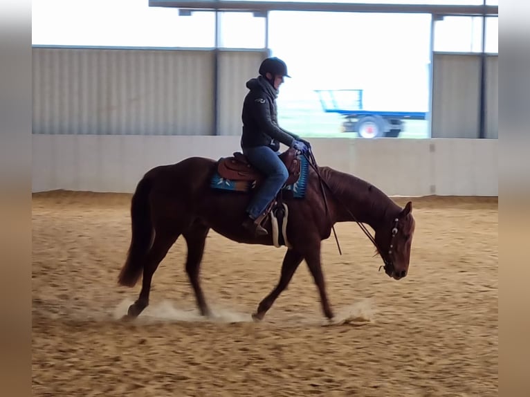 Caballo cuarto de milla Yegua 18 años 150 cm Alazán in Büdingen