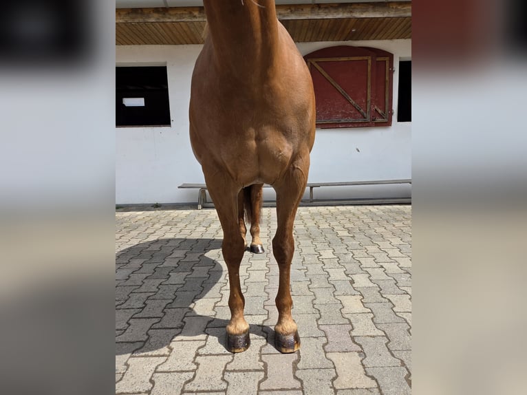 Caballo cuarto de milla Yegua 18 años 150 cm Alazán-tostado in Büdingen