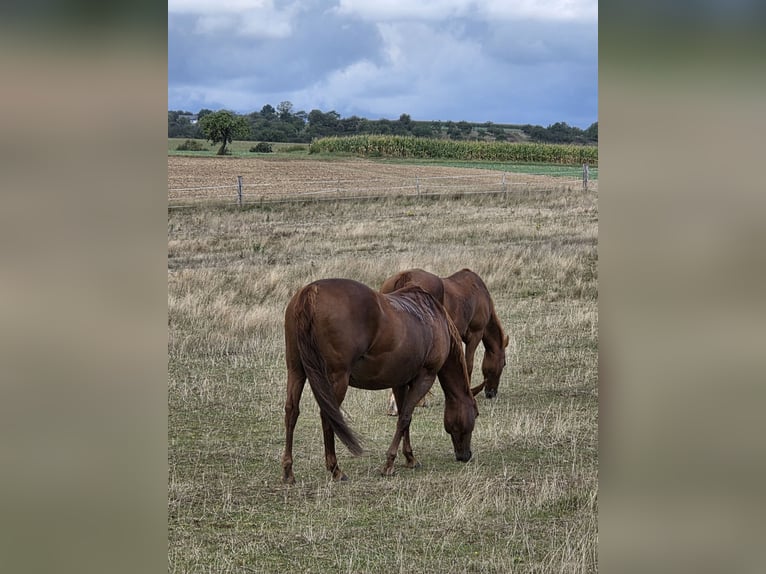 Caballo cuarto de milla Yegua 18 años 150 cm Alazán-tostado in Büdingen