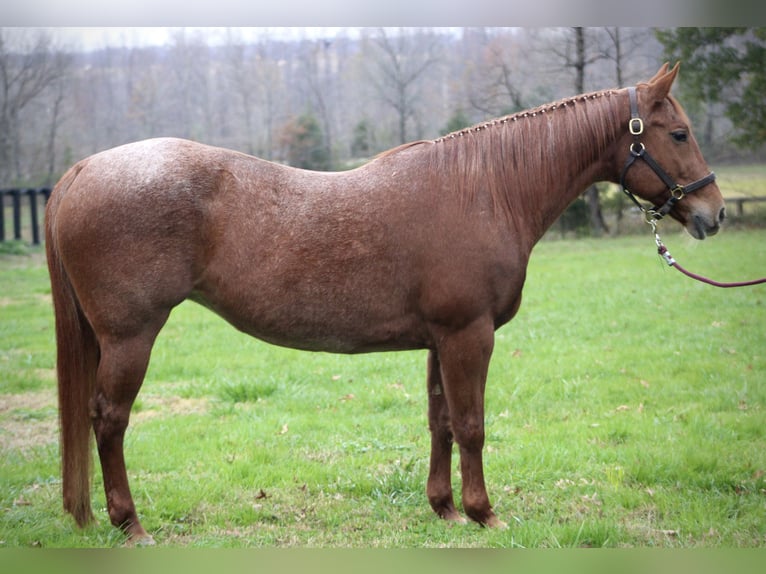 Caballo cuarto de milla Yegua 18 años 152 cm Ruano alazán in Borden