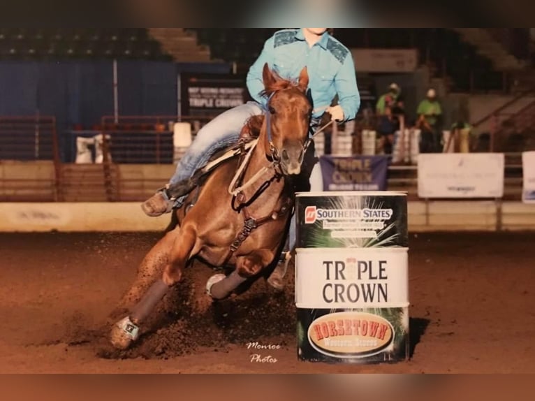 Caballo cuarto de milla Yegua 18 años 152 cm Ruano alazán in Borden