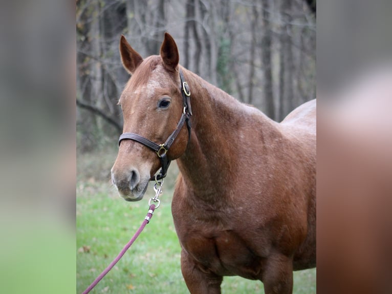 Caballo cuarto de milla Yegua 18 años 152 cm Ruano alazán in Borden