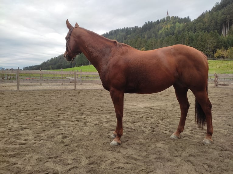 Caballo cuarto de milla Yegua 18 años 155 cm Alazán rojizo in Gries im Sellrain