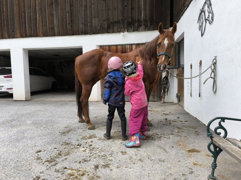 Caballo cuarto de milla Yegua 18 años 155 cm Alazán rojizo in Gries im Sellrain