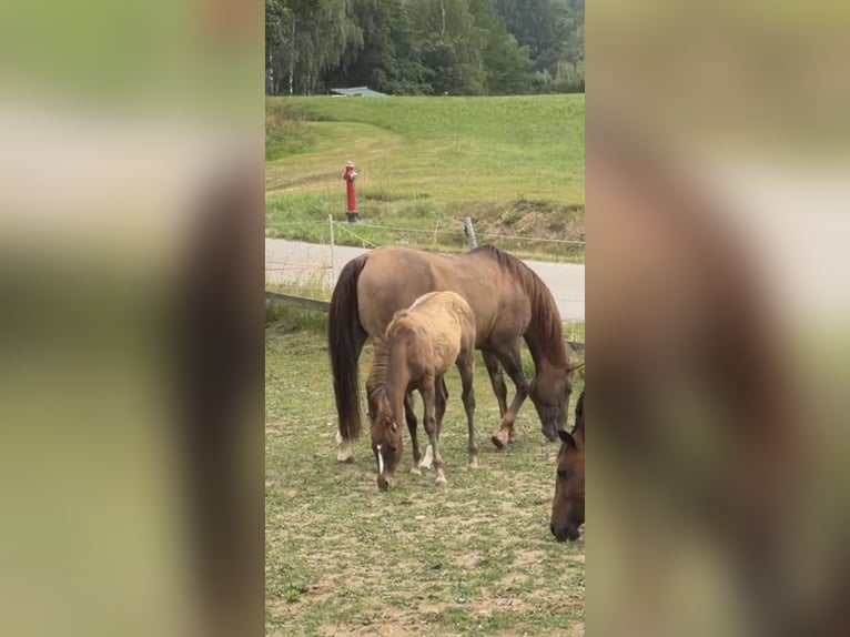Caballo cuarto de milla Yegua 18 años Alazán rojizo in Arnbruck