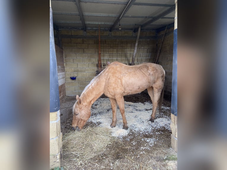 Caballo cuarto de milla Yegua 18 años Palomino in Sant&#39;Eufemia D&#39;Aspromonte&#8217;Aspromonte