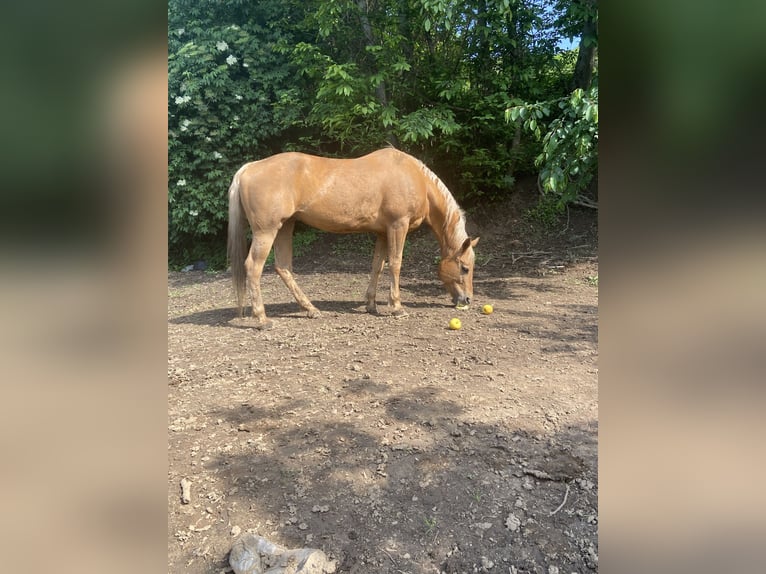 Caballo cuarto de milla Yegua 18 años Palomino in Sant&#39;Eufemia D&#39;Aspromonte&#8217;Aspromonte