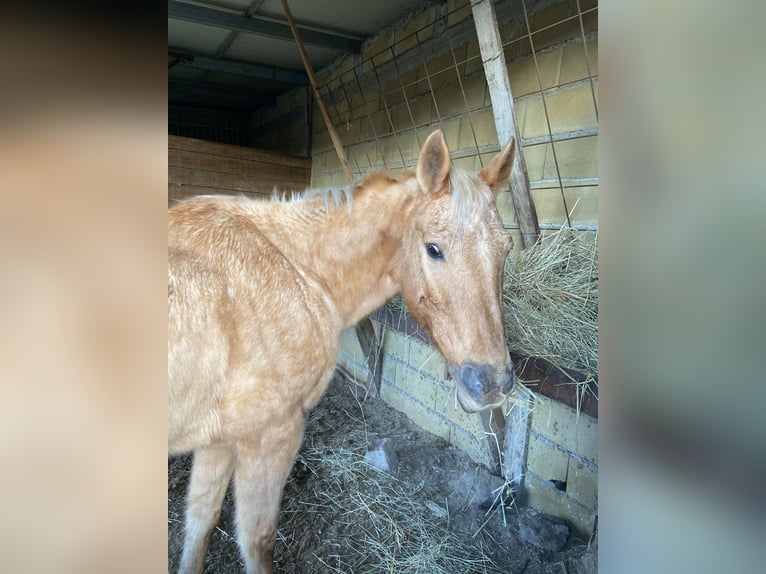 Caballo cuarto de milla Yegua 18 años Palomino in Sant&#39;Eufemia D&#39;Aspromonte&#8217;Aspromonte