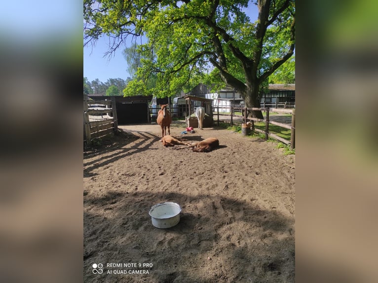 Caballo cuarto de milla Yegua 19 años 145 cm Alazán in Gifhorn