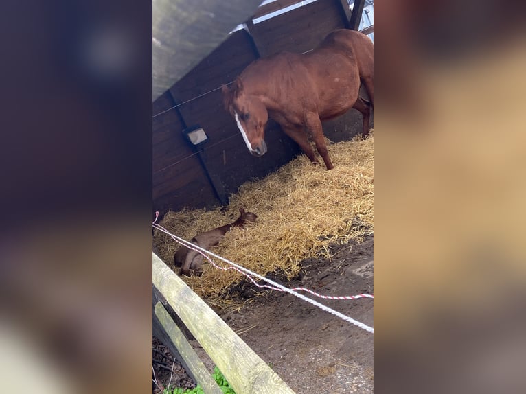 Caballo cuarto de milla Yegua 19 años 145 cm Alazán in Gifhorn