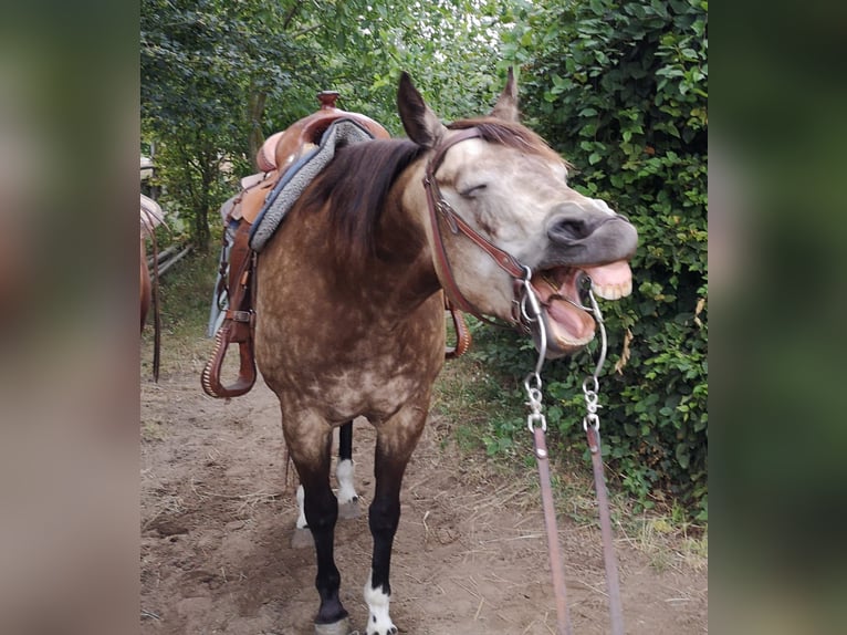 Caballo cuarto de milla Yegua 19 años 147 cm Buckskin/Bayo in Büttelborn