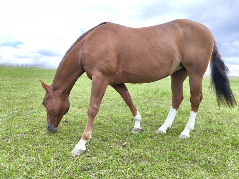 Caballo cuarto de milla Yegua 19 años 148 cm in Lengdorf