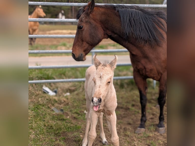 Caballo cuarto de milla Yegua 19 años  in Neukirchen bei Sulzbach-Rosenberg