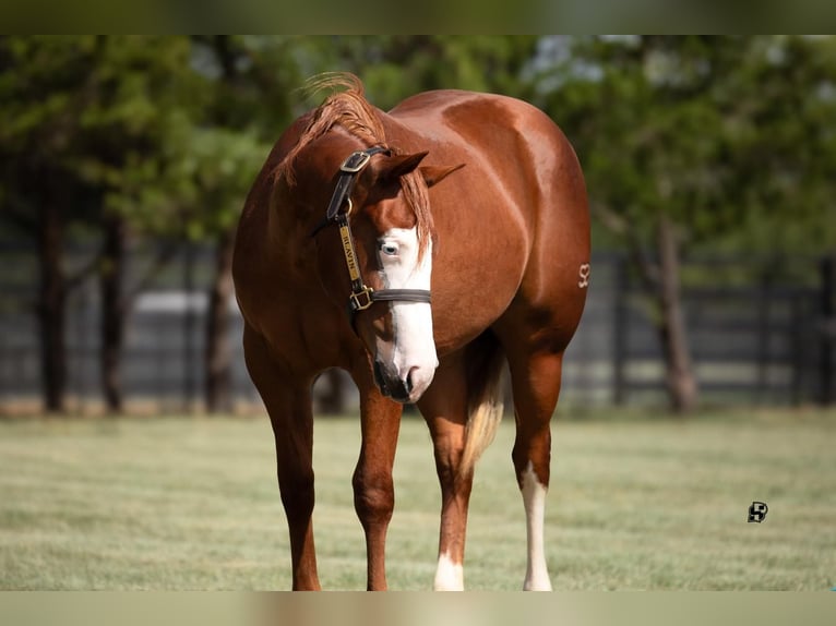 Caballo cuarto de milla Yegua 1 año 135 cm Alazán rojizo in Whitesboro, TX